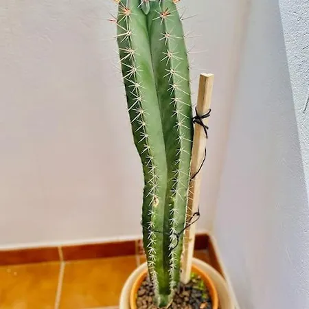 Casa Carol, Un Hogar Fuera De Casa.